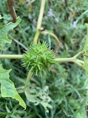 Datura stramonium