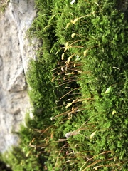 Amblystegium