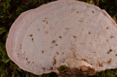 Flaviporus liebmannii