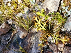 Aciphylla hookeri