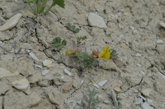 Chesneya nikitinae