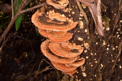 Rigidoporus microporus