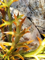 Aciphylla hookeri