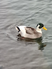 Anas platyrhynchos domesticus