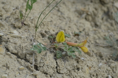 Chesneya nikitinae