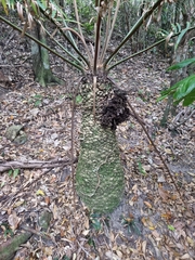 Lepidozamia peroffskyana