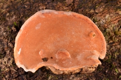 Rigidoporus microporus