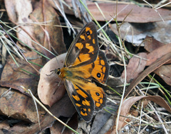 Heteronympha penelope