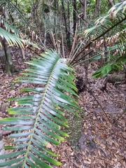 Lepidozamia peroffskyana