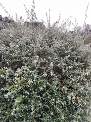 Teucrium fruticans