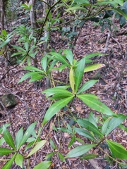 Tasmannia insipida