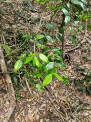 Syzygium luehmannii