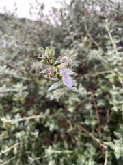 Teucrium fruticans