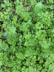 Daucus carota