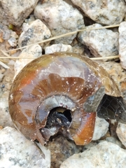 Powelliphanta