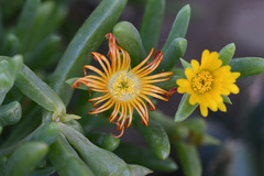 Malephora uitenhagensis