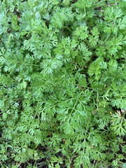 Daucus carota