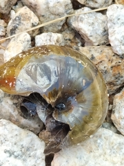 Powelliphanta