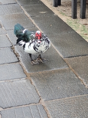 Cairina moschata domestica