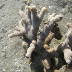 Montipora digitata