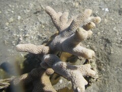 Montipora digitata