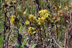 Helichrysum foetidum