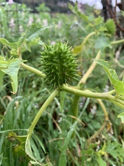 Datura stramonium