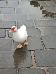 Cairina moschata domestica