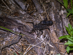 Parabuthus transvaalicus