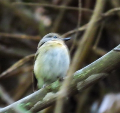 Cyornis sumatrensis