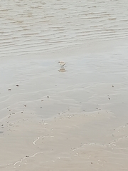 Charadrius marginatus