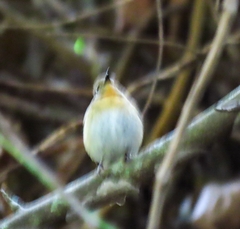 Cyornis sumatrensis