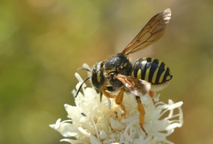 Trachusa interrupta