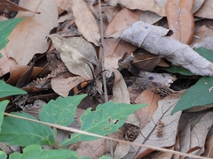 Calopteron discrepans