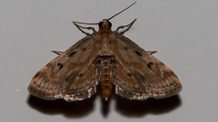 Parapoynx crisonalis