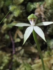 Adenochilus gracilis