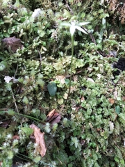 Adenochilus gracilis