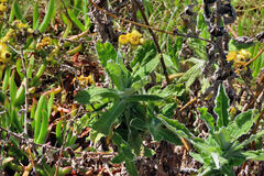 Helichrysum foetidum