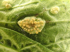 Puccinia smyrnii