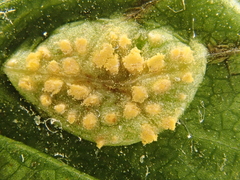 Puccinia smyrnii