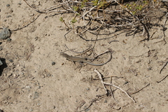Acanthodactylus boskianus