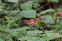 Macroglossum corythus