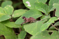 Macroglossum corythus