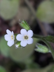 Myosotis forsteri