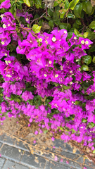 Bougainvillea glabra