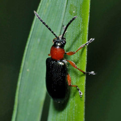 Oulema melanopus