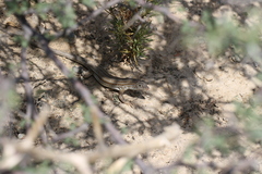 Acanthodactylus boskianus