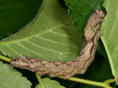 Meganephria bimaculosa