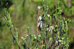 Erica pectinifolia