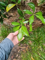 Cissus sterculiifolia